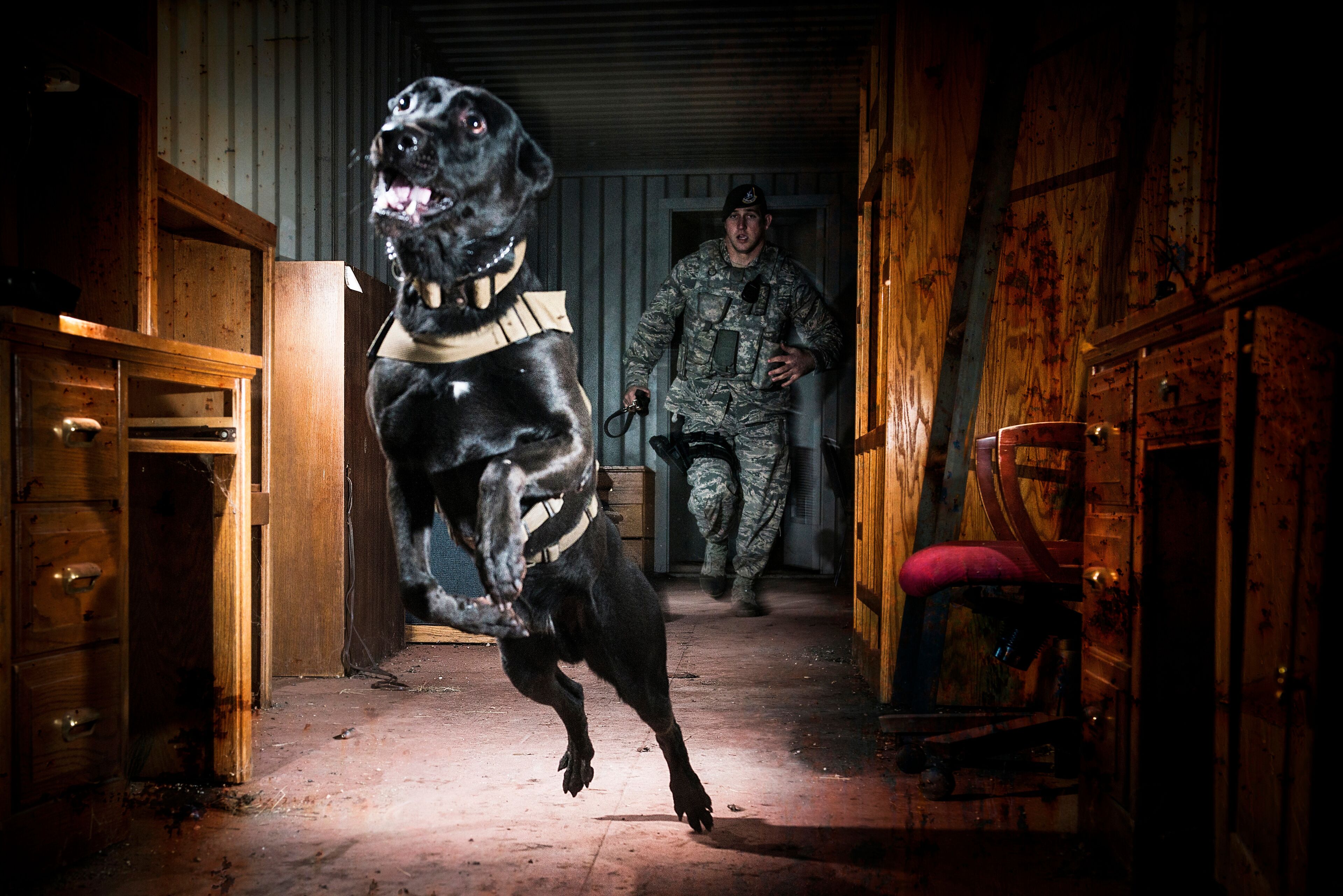 An Air Force Security Forces K-9 handler, and his military working dog, track an armed assailant into a trailer home and prepare to take the perpetrator down by force.