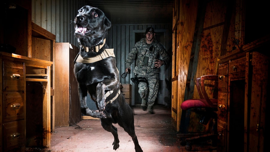 An Air Force Security Forces K-9 handler, and his military working dog, track an armed assailant into a trailer home and prepare to take the perpetrator down by force.