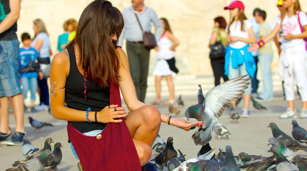 憲法廣場 设有 鳥禽動物 以及 大群人