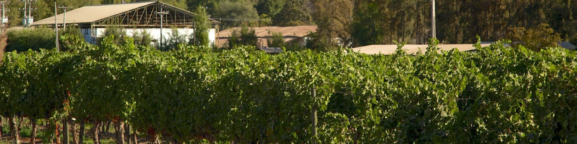 Pirque ofreciendo tierra de cultivo y montañas