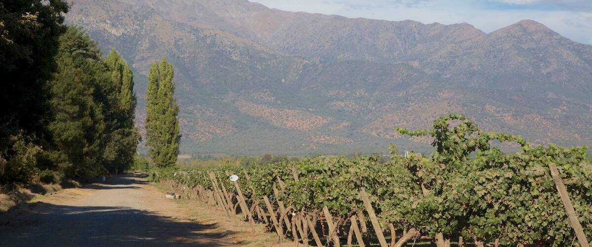 A vineyard with rows of grapevines, a dirt path, and mountains in the background.