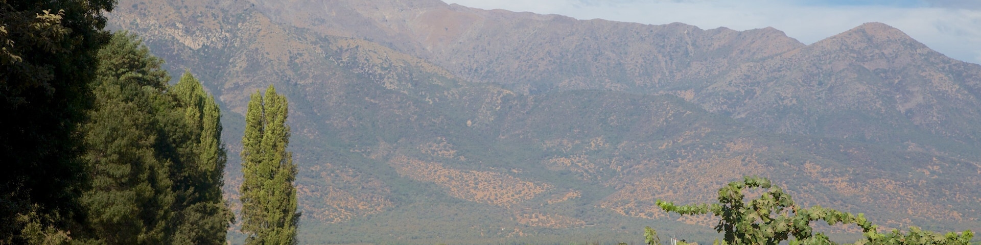 A vineyard with rows of grapevines, a dirt path, and mountains in the background.