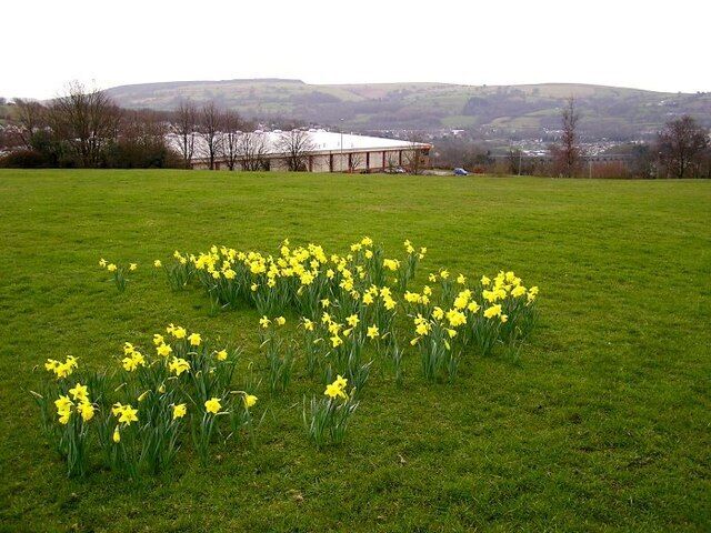 Daffodils in Pontllanfraith View across the valley towards Ystrad Mynach and Mynydd Eglwysilan.