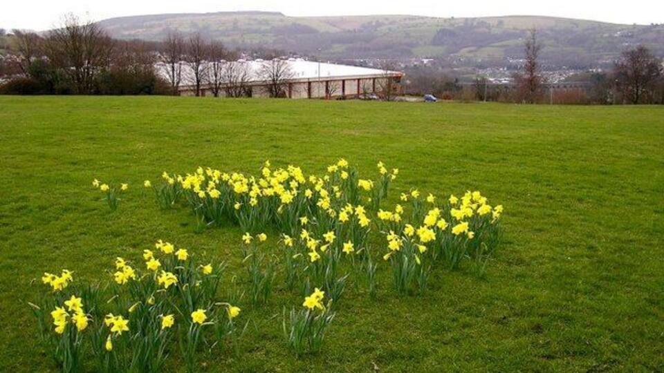 Daffodils in Pontllanfraith View across the valley towards Ystrad Mynach and Mynydd Eglwysilan.