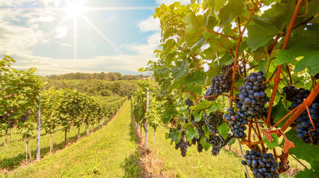Sunset over vineyards with red wine grapes in late summer