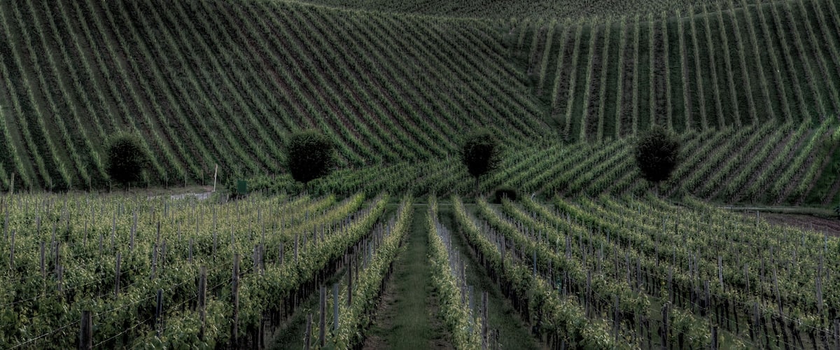 A vineyard with rows of grapevines under a sunset sky.