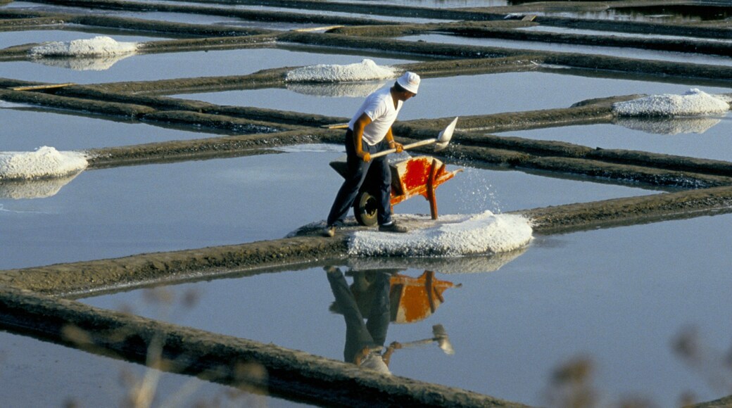 Guerande แสดง พื้นที่ชุ่มน้ำ และ ฟาร์ม ตลอดจน ผู้ชาย
