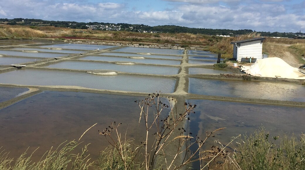 Guérande area in France is famous for its salt marshes, with its amazing mix of colors... nice also to walk in between them and just enjoy this peculiar landscape.