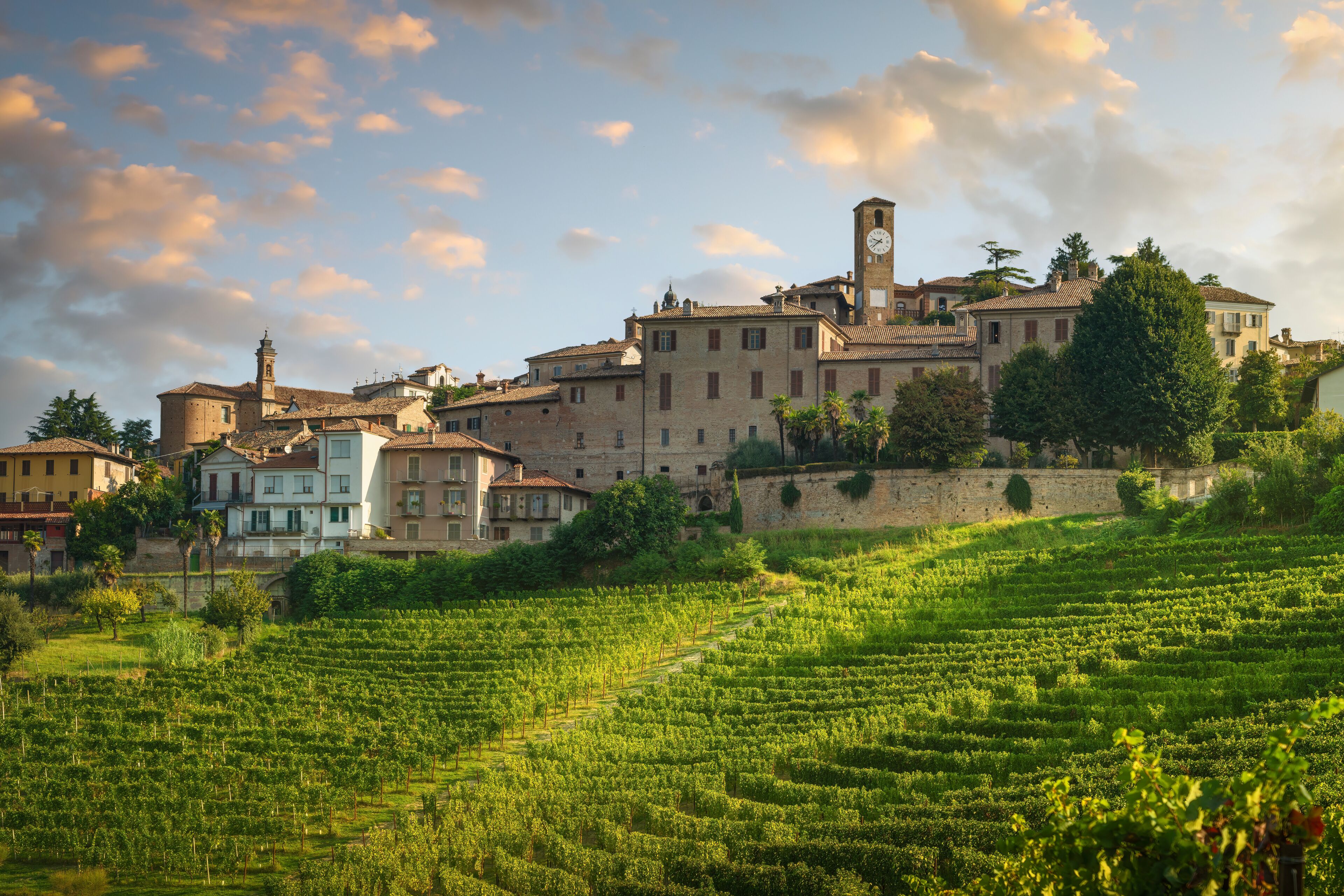 A vineyard with rows of grapevines, a historic town with buildings and a clock tower, and a stone wall.