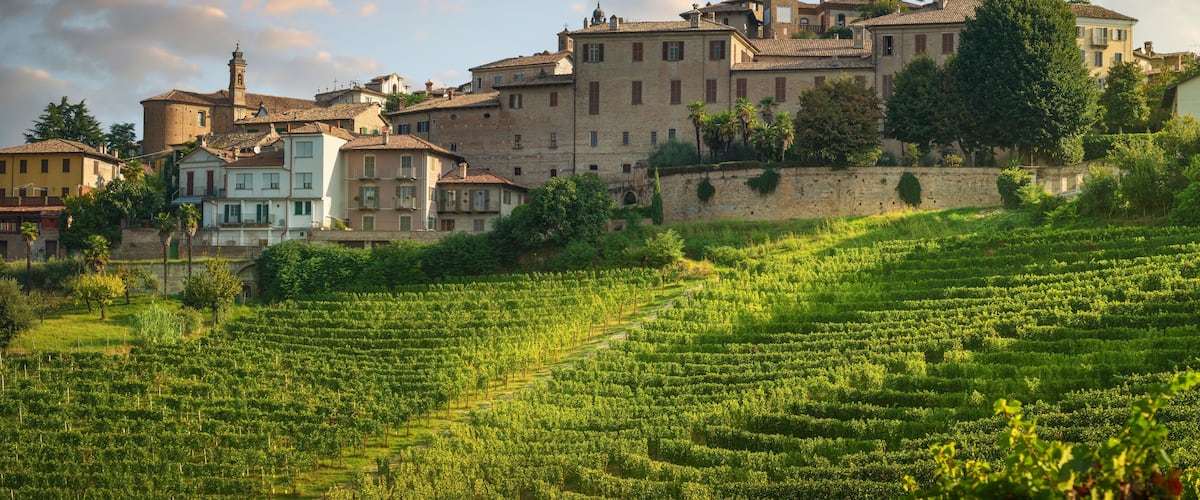 A vineyard with rows of grapevines, a historic town with buildings and a clock tower, and a stone wall.