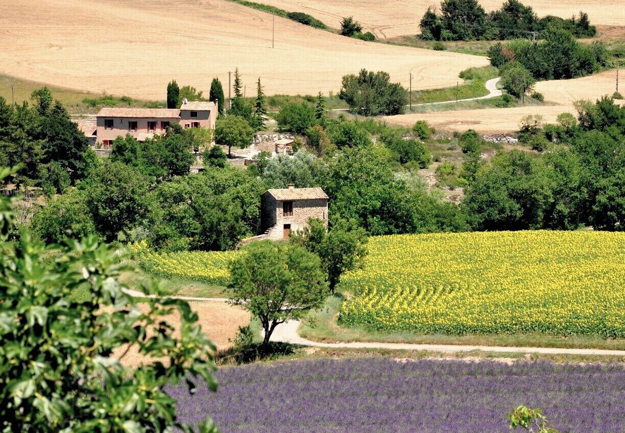 The countryside near this great town is classic Provence, especially in early July.
