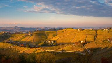 Rolling hills with vineyards, a distant town, and a prominent tower.