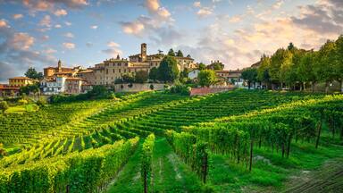 A vineyard with rows of grapevines, a historic town with buildings and a clock tower, and a clear sky with clouds.