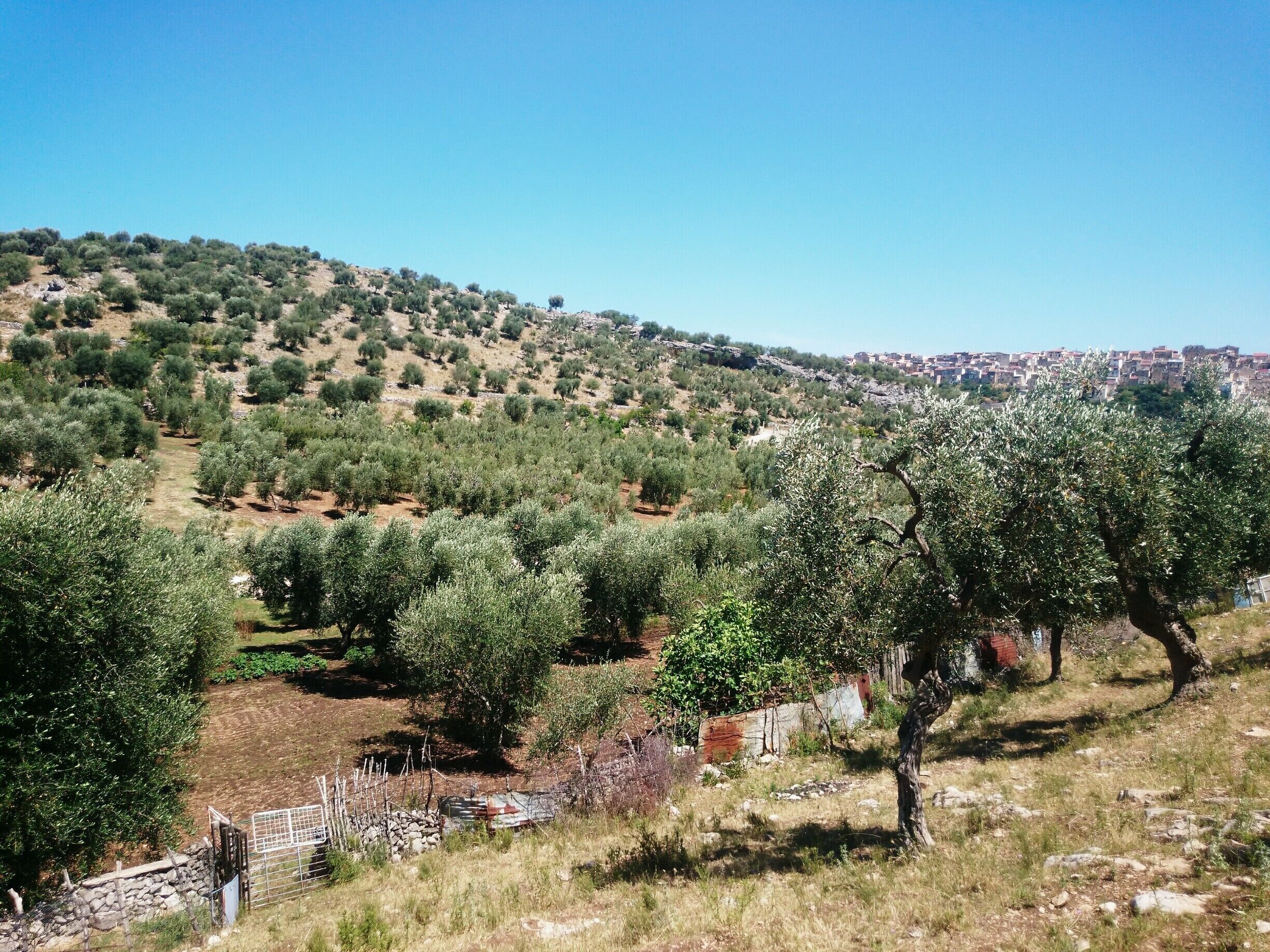 #Hiking in #Garganopark, Mediterranean #landscape

#Apulia #Puglia #Gargano #Italy