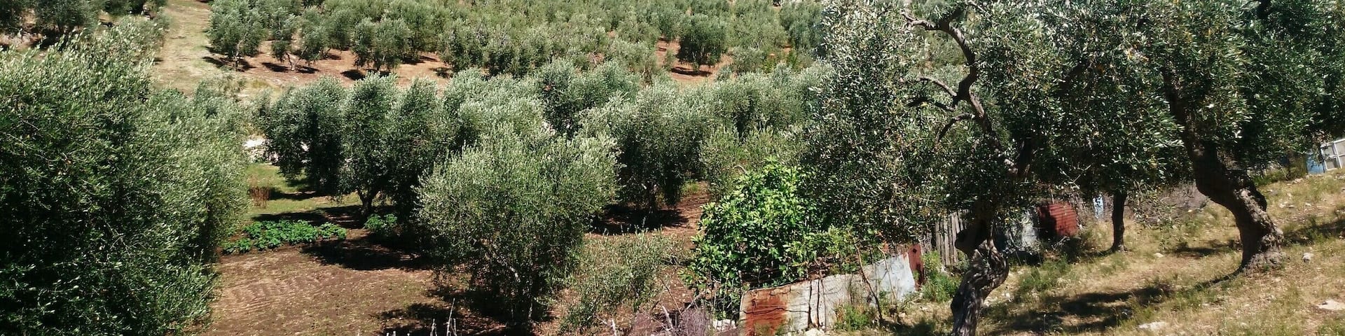 #Hiking in #Garganopark, Mediterranean #landscape
#Apulia #Puglia #Gargano #Italy