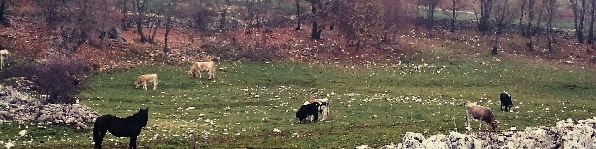 Campagne e boschi, uomo e natura trovano il perfetto connubio sul #Gargano