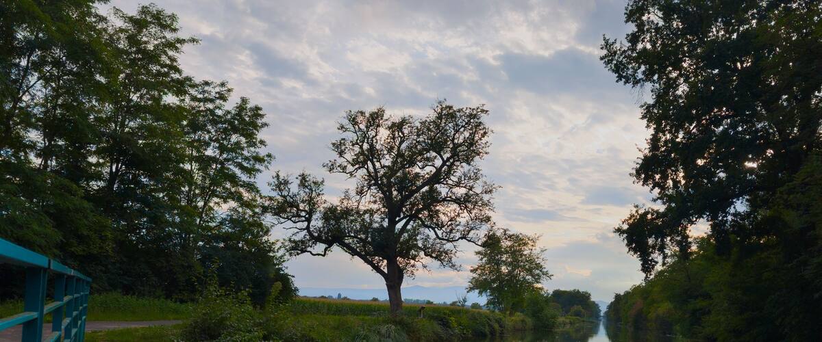 A calm river with a tree in the center, surrounded by greenery and a cloudy sky.