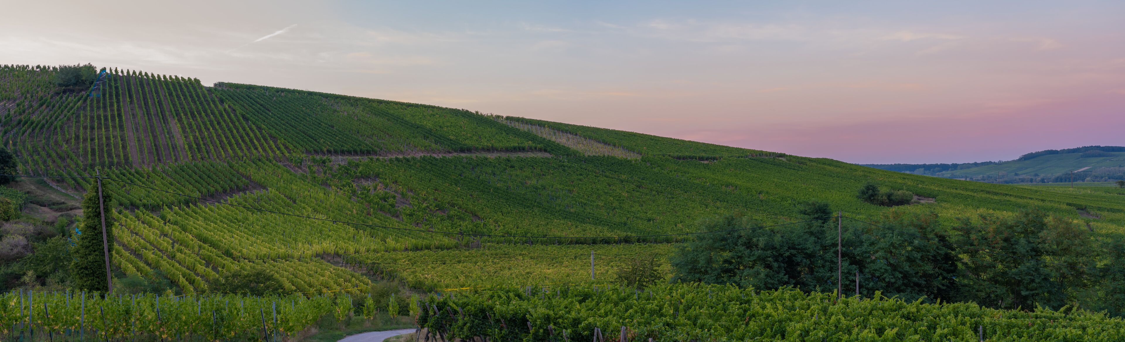 Dambach-La-Ville, France - 09 15 2019: Panoramic view of the vineyards and the village at sunset.
