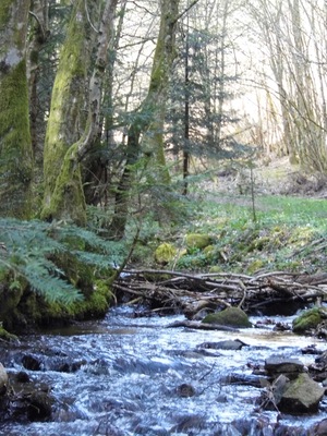Un arroyo en el bosque rodeado de árboles cubiertos de musgo y helechos.