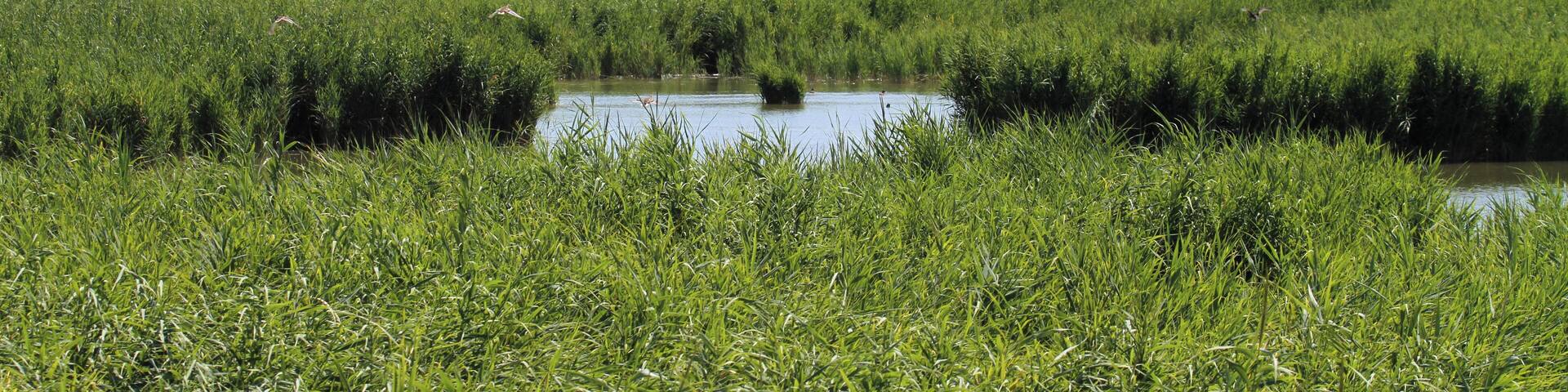 Canne e lagune tra Po di Goro e Po di Gnocca