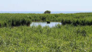 Canne e lagune tra Po di Goro e Po di Gnocca