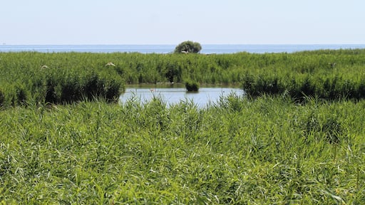 Canne e lagune tra Po di Goro e Po di Gnocca