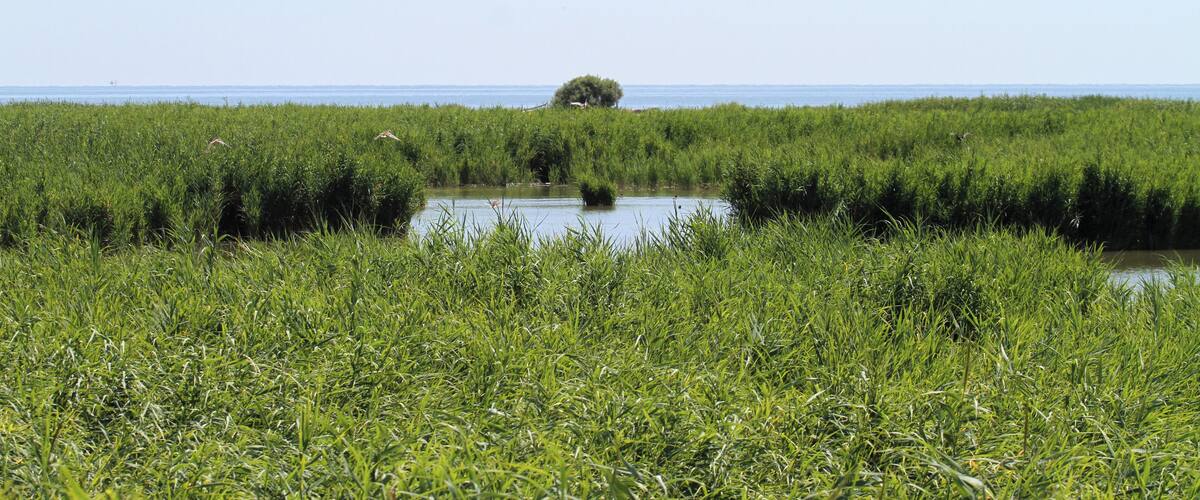 A marshland with dense green vegetation and a small body of water.