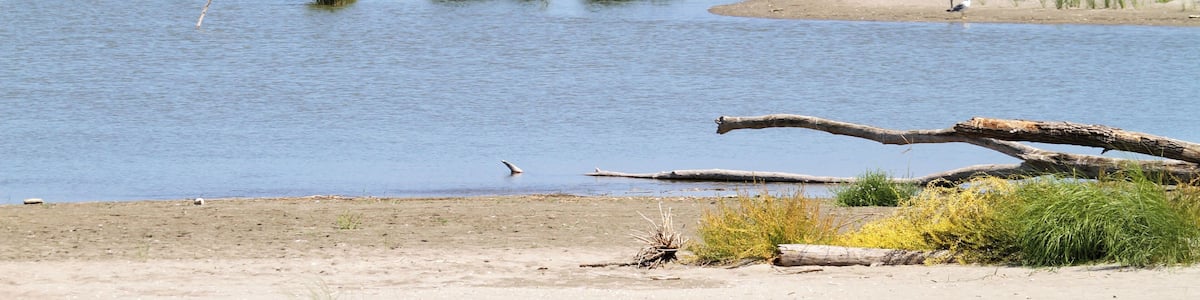 Lagune tra Po di Goro e Po di Gnocca