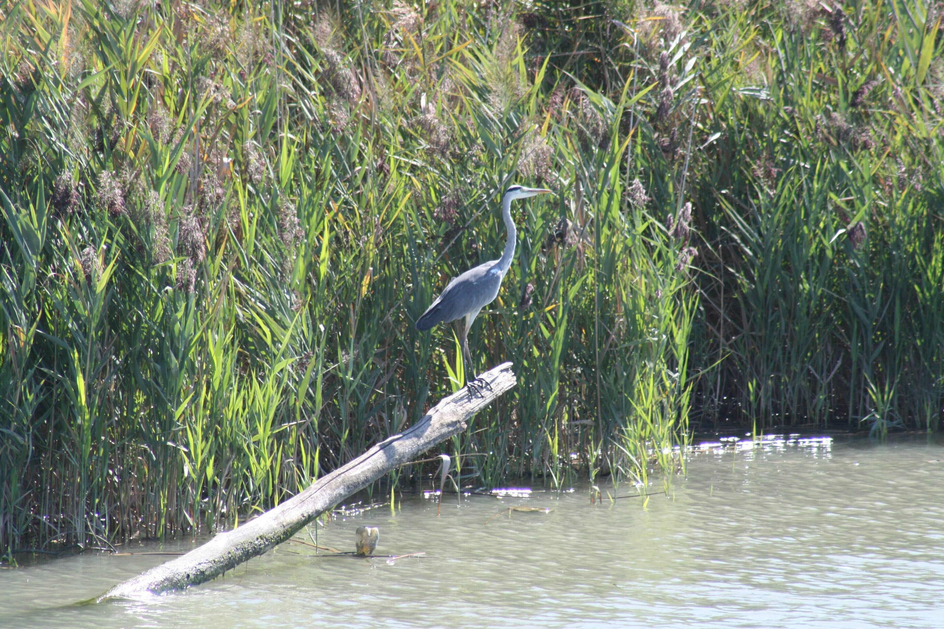 Airone Cinerino nel Delta del Po (tra Po di Gnocca e Po di Goro)