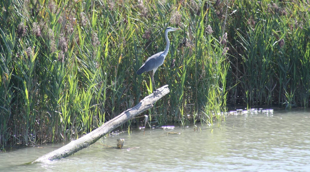 Airone Cinerino nel Delta del Po (tra Po di Gnocca e Po di Goro)