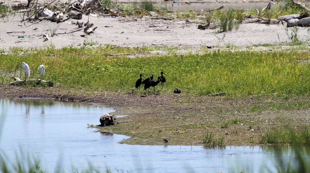 Mignattai (Plegadis falcinellus) in compagnia di una coppia di garzette (Egretta Garzetta)