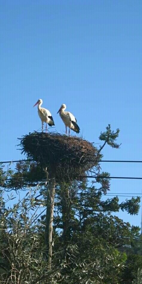 a couple of storks ... in the south of Portugal they find on the borders of the roads, they make their nests on the electricity poles