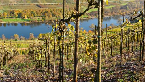 Moseltal Panorama