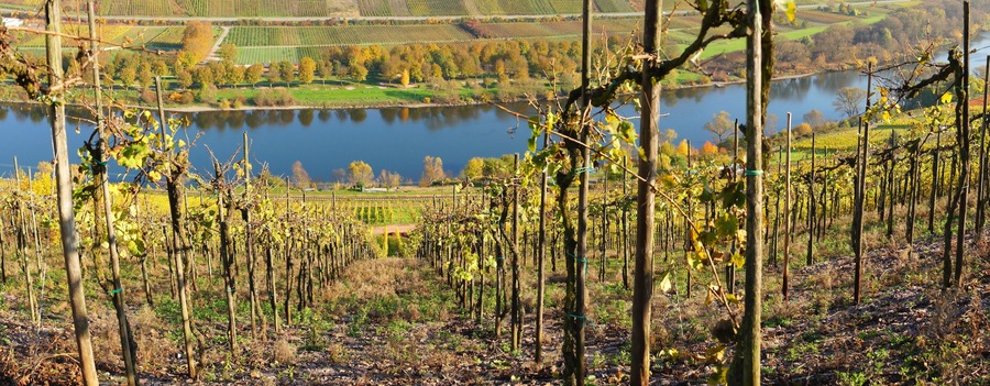 Moseltal Panorama