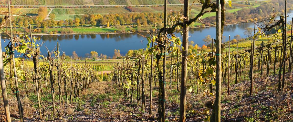 A vineyard with rows of grapevines and a lake in the background.