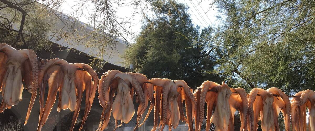 Octopus tentacles hanging outdoors, possibly for sale, with a person sitting at a table in the background.