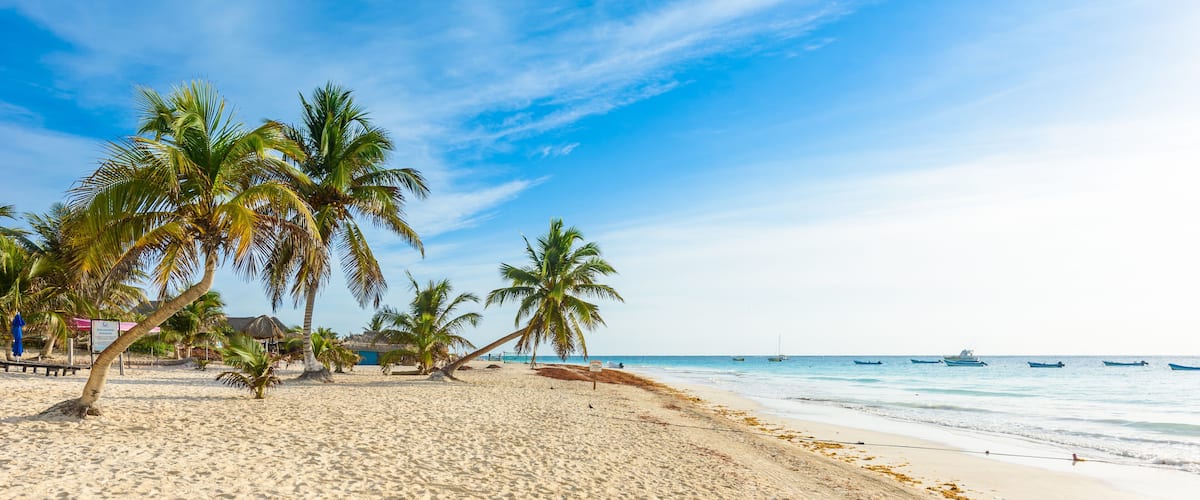 A sandy beach with palm trees and a clear blue sky.