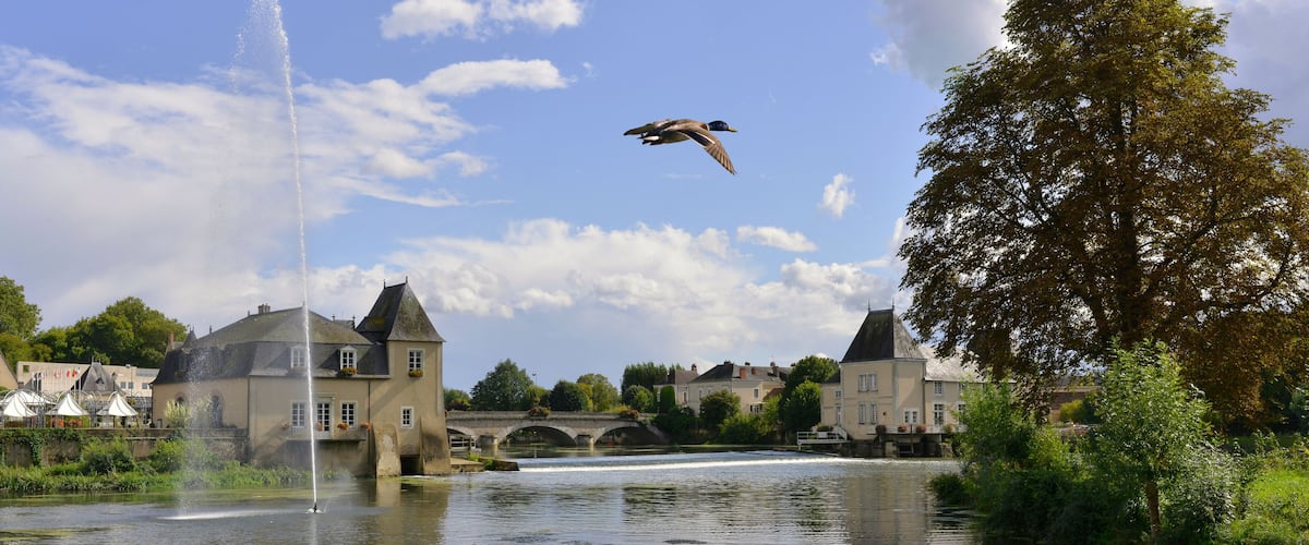A duck flying over a river with a bridge and buildings in the background.