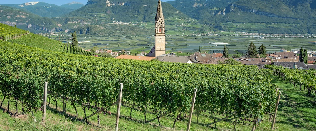 A vineyard with rows of grapevines, a church with a tall spire, and a mountainous landscape in the background.