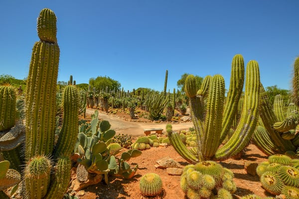 Surreal cactus landscape in Mallorca.