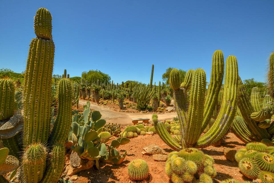 Paesaggio desertico con diversi tipi di cactus e un sentiero sterrato.