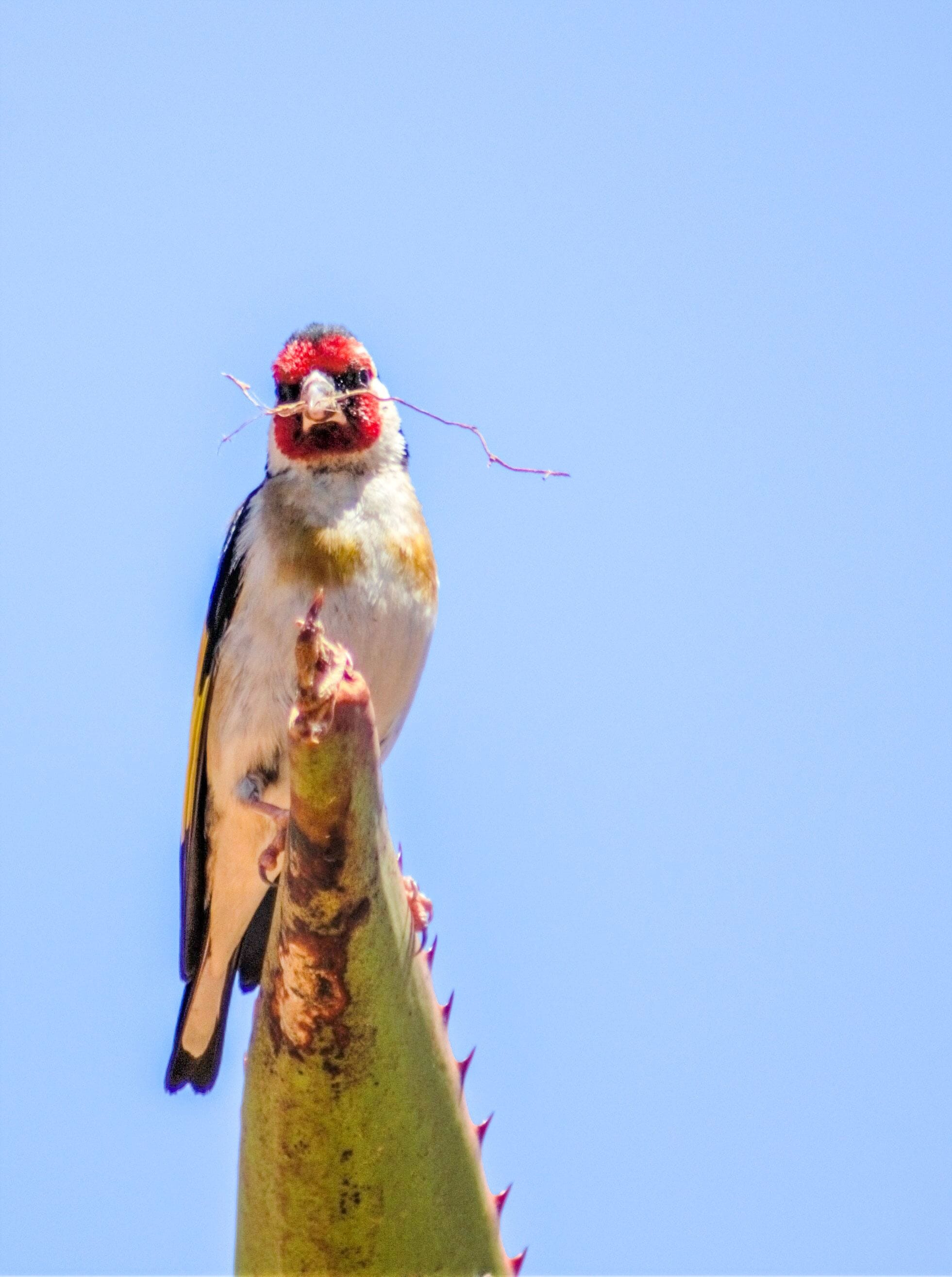 Goldfinch busy nestbuilding in one of the 1000s of cacti in the stunning botanical garden.