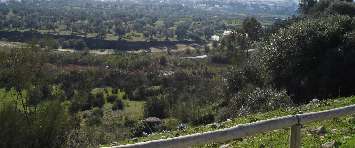 A rural landscape with olive groves, scattered trees, and a distant town.