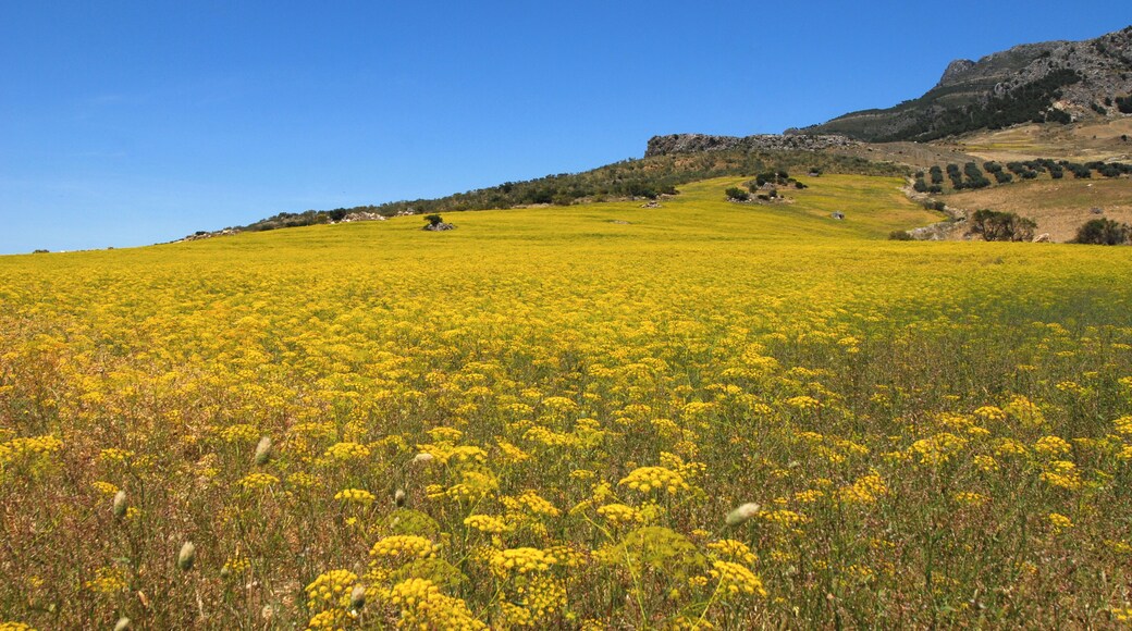 Parque Natural Sierra de las Nieves