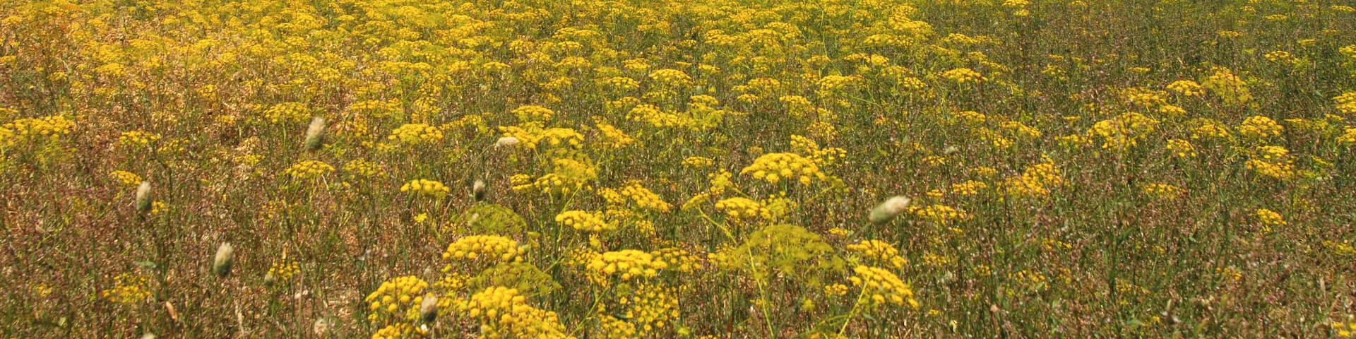 Parque Natural Sierra de las Nieves
