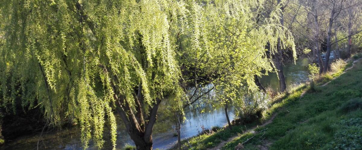 A willow tree by a river.