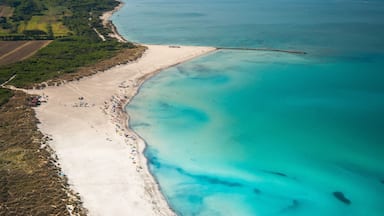 Cecina