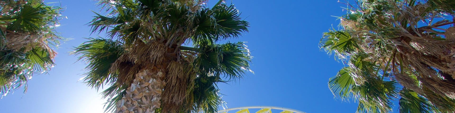 A Ferris wheel with yellow and purple cabins against a clear blue sky, surrounded by palm trees.