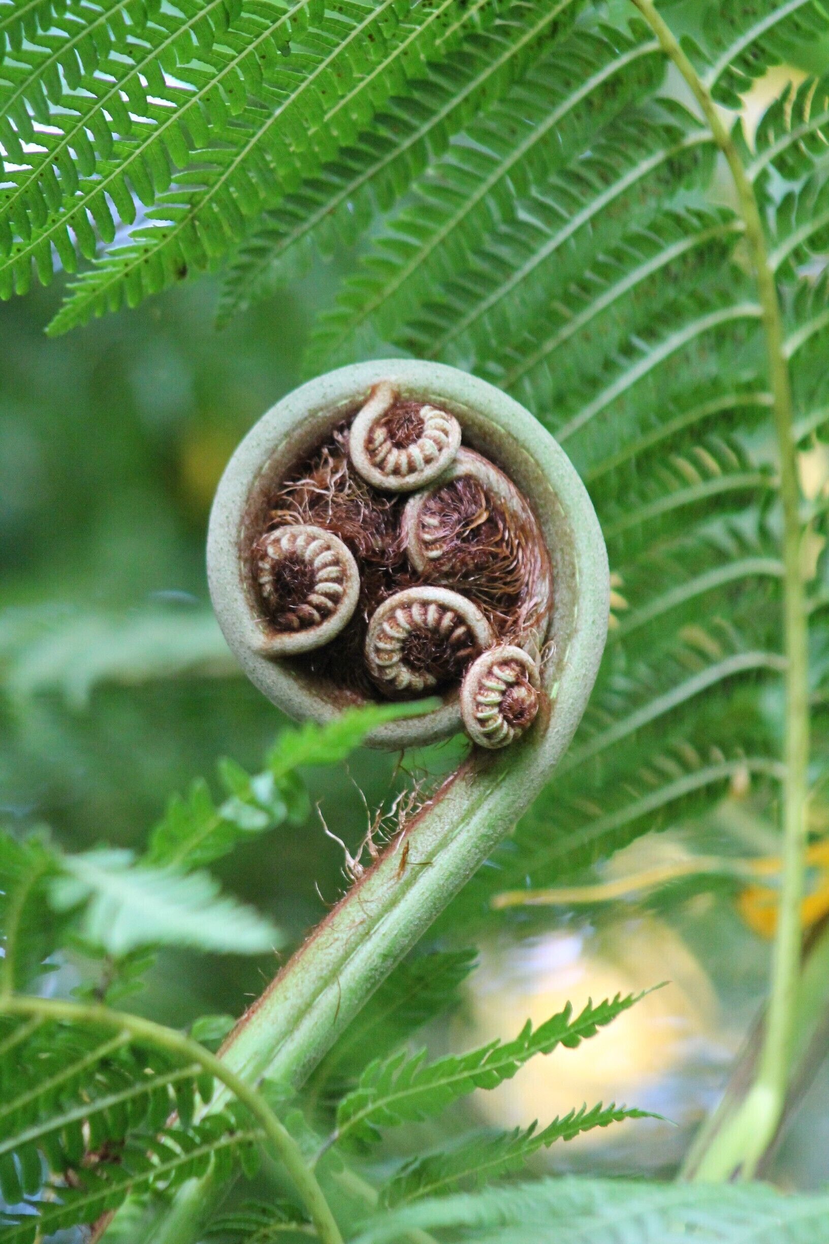 Love the unfurling of fern fronds! <3