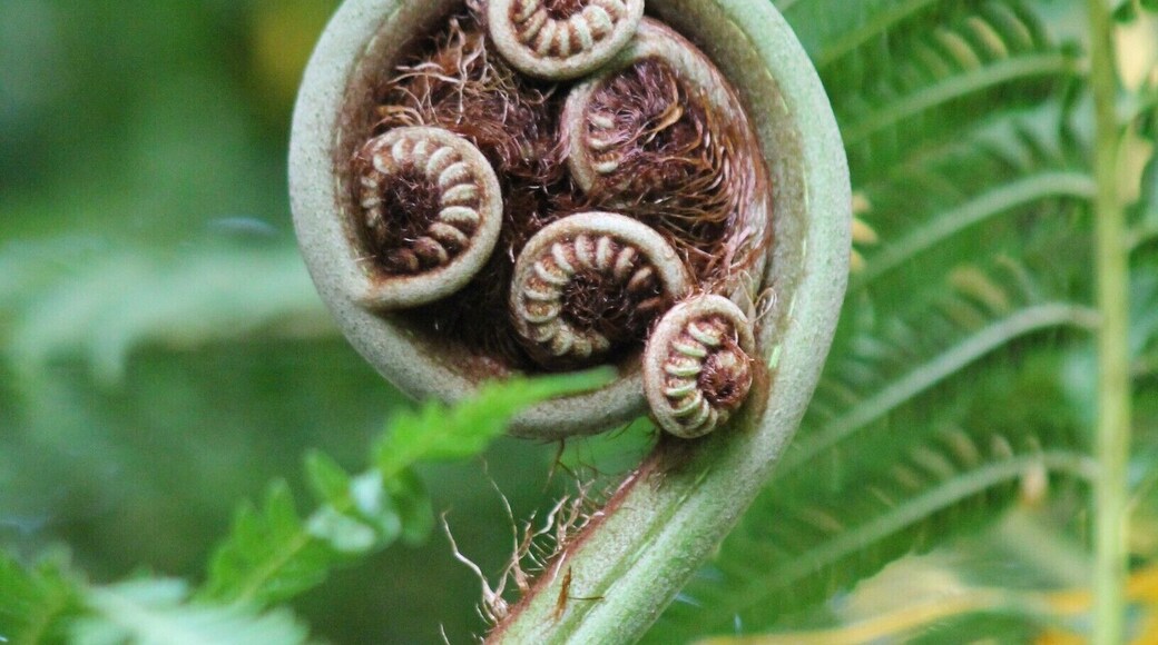 Love the unfurling of fern fronds! <3